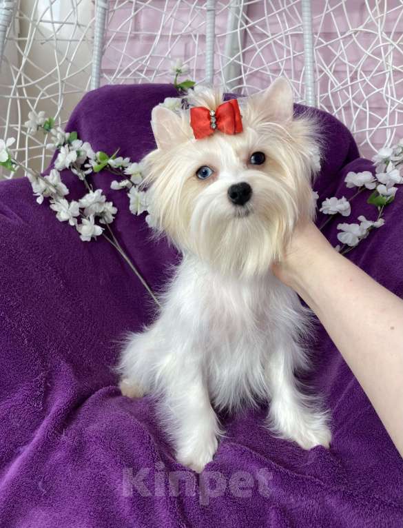 Собаки в Москве: Голубоглазый йорк белая девочка Девочка, 120 000 руб. - фото 3