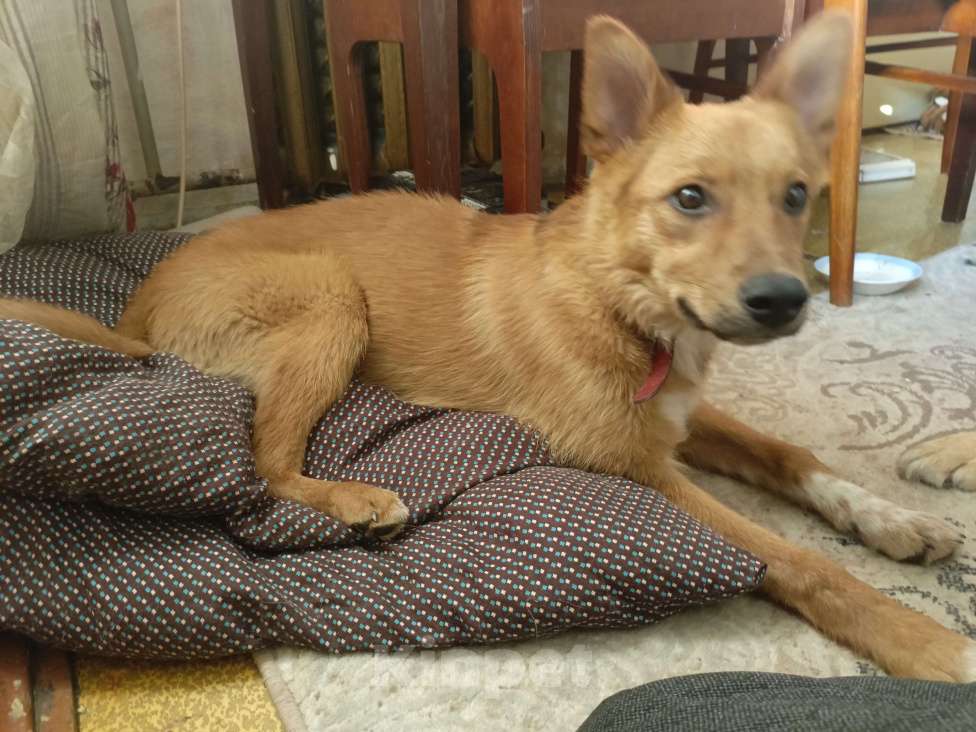 Собаки в Новокузнецке: Помогает найти щенка Мальчик, Бесплатно - фото 3