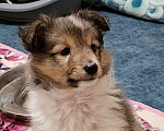Собаки в Вологде: Очаровательный щенок шелти Мальчик, Бесплатно - фото 7