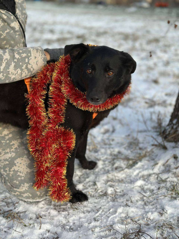Собаки в Москве: Лаки Девочка, Бесплатно - фото 5