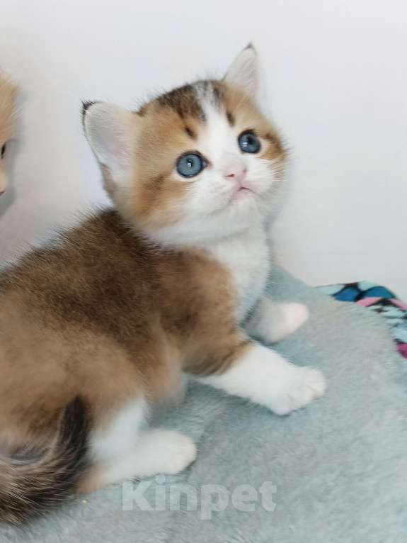 Кошки в Москве: Гарри Мальчик, 25 000 руб. - фото 4