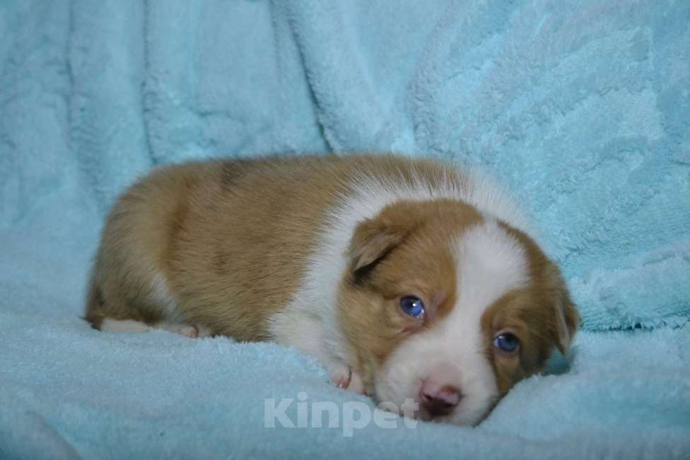 Собаки в Москве: Бордер колли девочка- Огонь Девочка, 120 000 руб. - фото 4