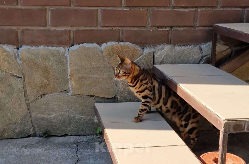 Кошки в Краснокамске: Киса Рыся 3 года потерялась Девочка, 25 000 руб. - фото 3