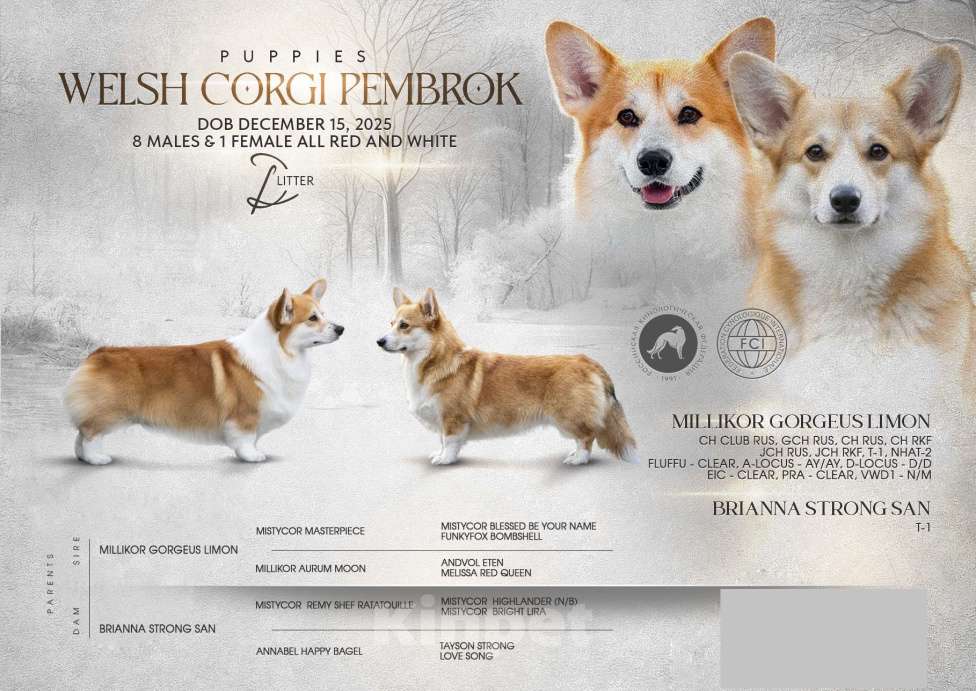 Собаки в Анапе: Племенной кобель вельш корги пемброк Мальчик, Бесплатно - фото 6