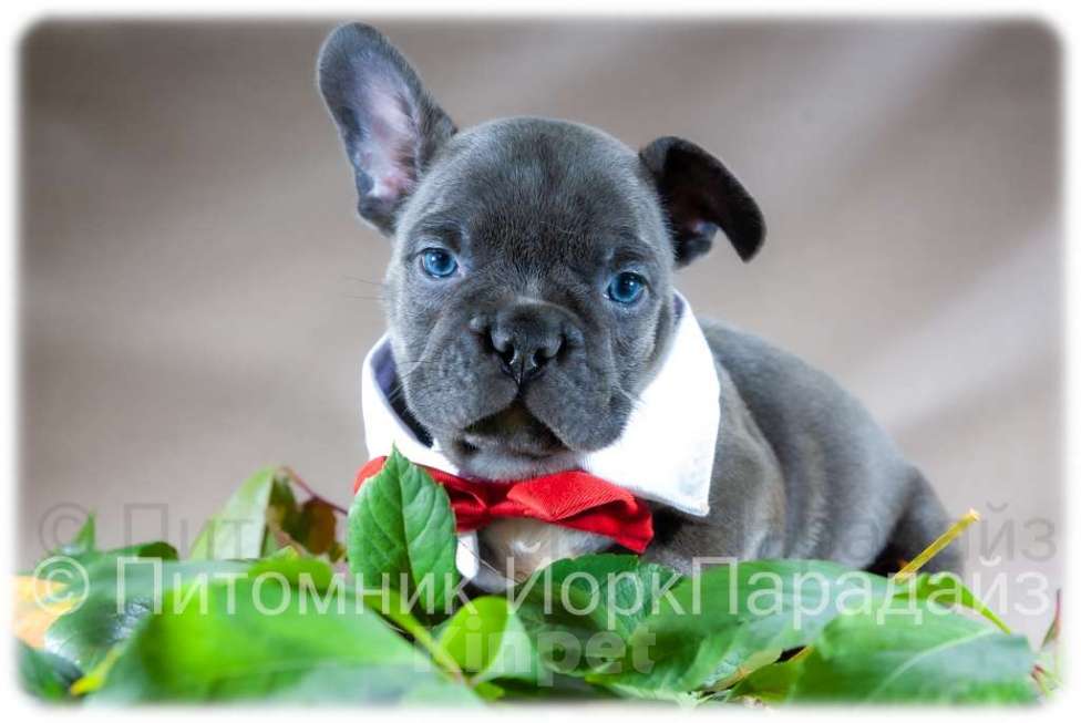 Собаки в Химках: Мальчик французского бульдога голубого окраса  Мальчик, 65 000 руб. - фото 6