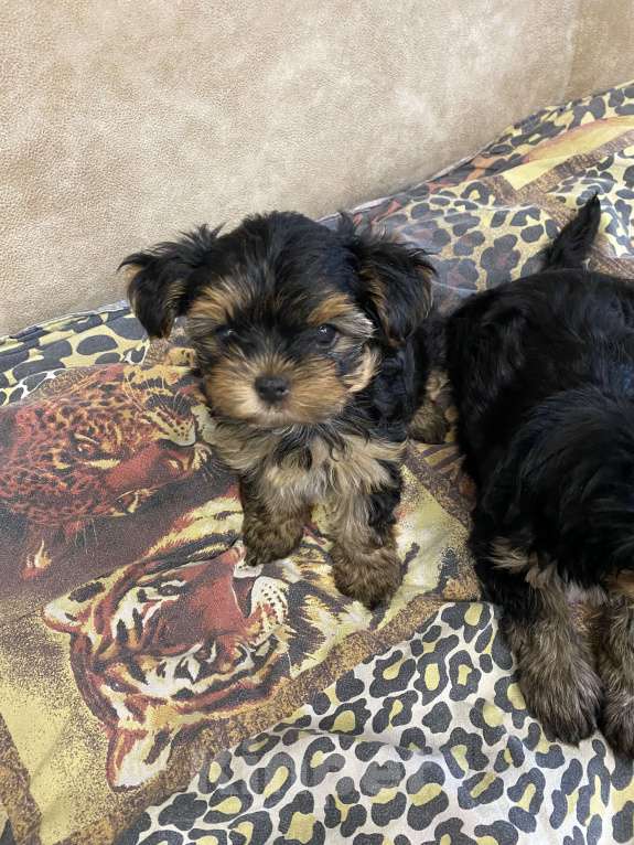 Собаки в других городах Брянской области: Продаются маленькими красавчики Мальчик, 15 000 руб. - фото 7