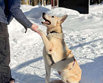 Собаки в Москве: собака Ханна ищет дом Девочка, Бесплатно - фото 4
