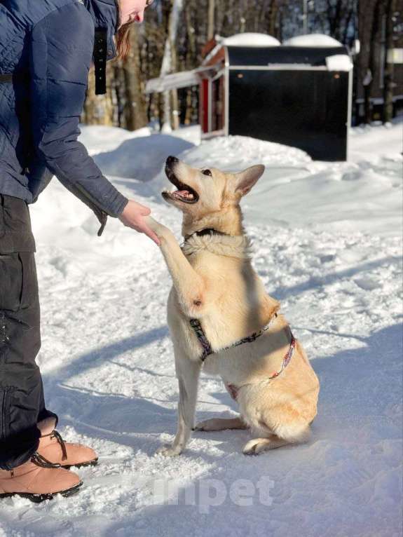 Собаки в Москве: собака Ханна ищет дом Девочка, Бесплатно - фото 4
