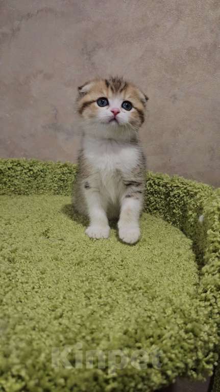 Кошки в Балашихе: Шотландская бусинка Девочка, 30 000 руб. - фото 1