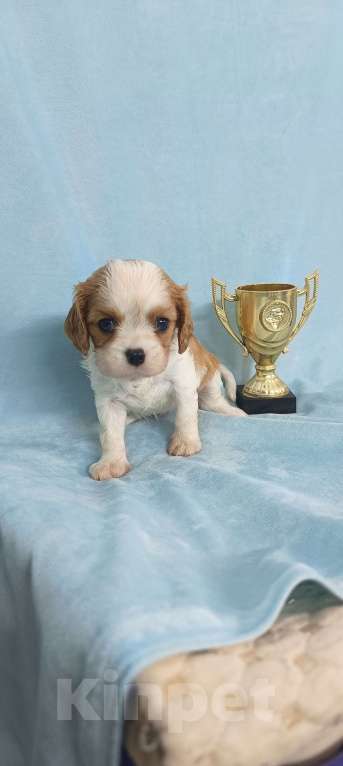 Собаки в Москве: Кавалер Кинг Чарльз Спаниель мальчик Мальчик, 90 000 руб. - фото 6