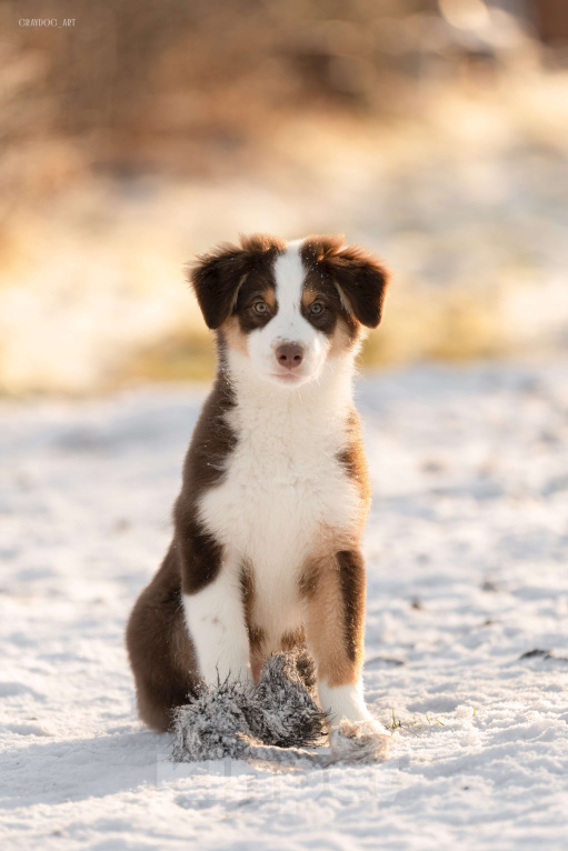 Собаки в Москве: Австралийская овчарка щенок  Мальчик, 45 000 руб. - фото 4