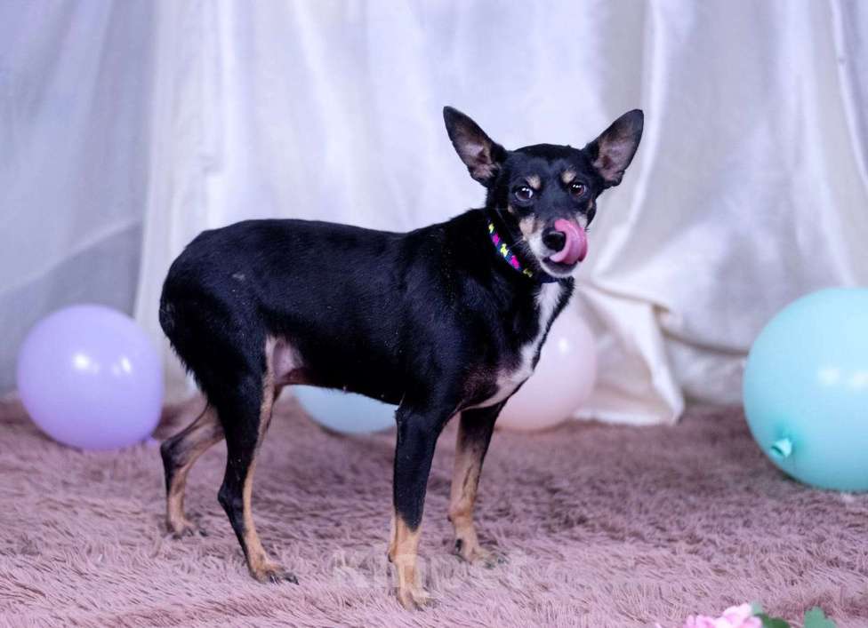 Собаки в Москве: Той терьер метис в дар Девочка, Бесплатно - фото 9