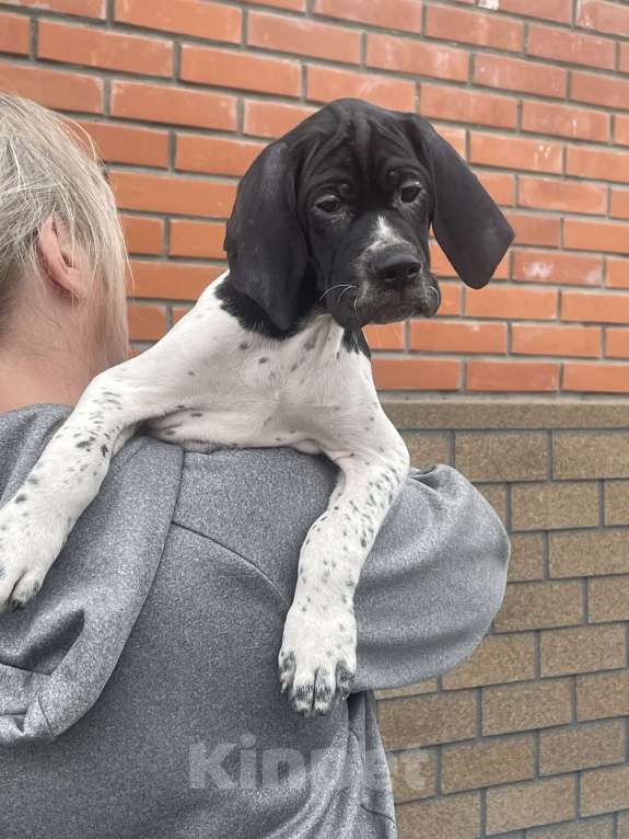 Собаки в Новосибирске: С-Джокер Мальчик, 50 000 руб. - фото 5