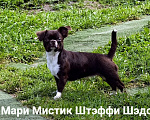 Собаки в Санкт-Петербурге: Тэффи в шоколаде ждёт Вас чихуахуа Девочка, 50 000 руб. - фото 1