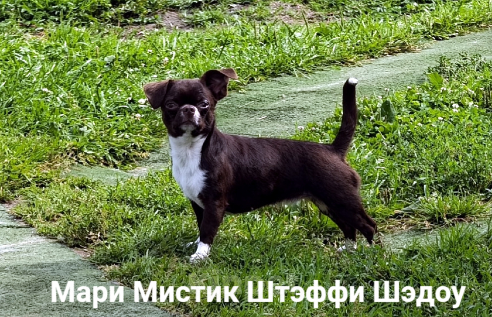 Собаки в Санкт-Петербурге: Тэффи в шоколаде ждёт Вас чихуахуа Девочка, 50 000 руб. - фото 1