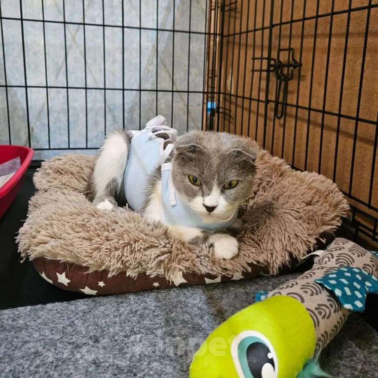 Кошки в Москве: Кошечка Ева грустит в клеточке Девочка, Бесплатно - фото 3