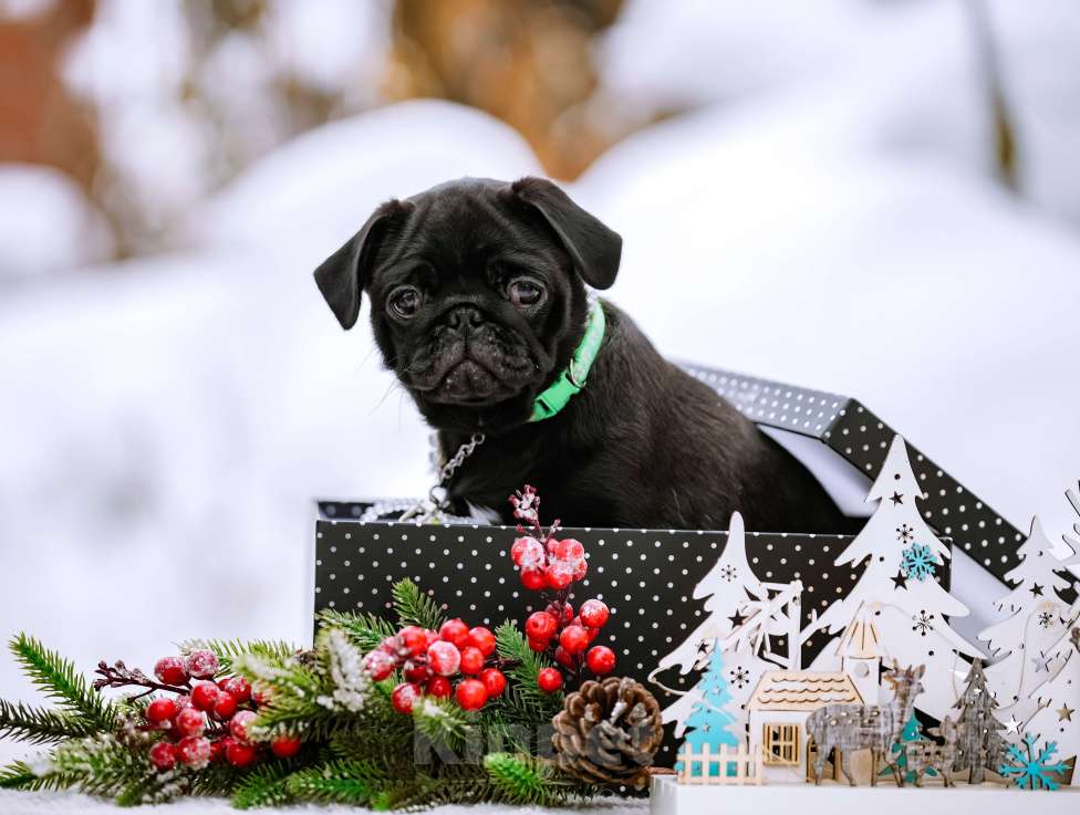 Собаки в Новосибирске: Мопс Софа Мармеладова Девочка, 60 000 руб. - фото 2