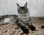 Кошки в Троицке: Кошечка Мейн Кун Девочка, 8 000 руб. - фото 2