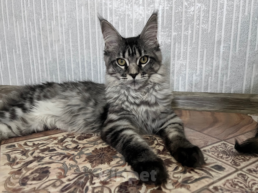 Кошки в Троицке: Кошечка Мейн Кун Девочка, 8 000 руб. - фото 2