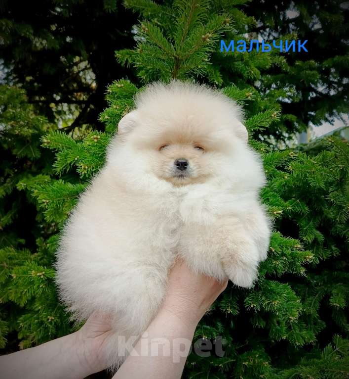 Собаки в Кемерово: Шпиц щенки Разнополые, Бесплатно - фото 6