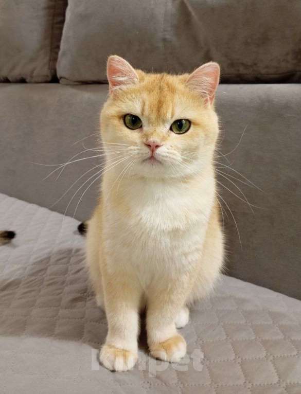 Кошки в Москве: Британская девочка Девочка, 45 000 руб. - фото 2