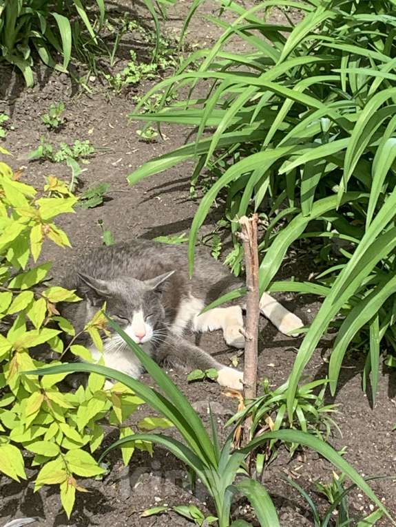 Кошки в Тюмени: серый кот в добрые руки Мальчик, Бесплатно - фото 5