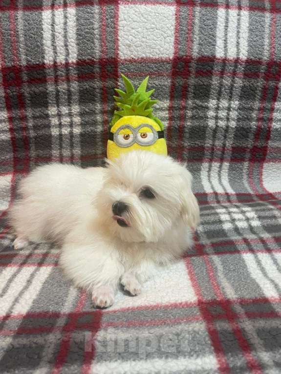 Собаки в Сургуте: Щенок Мальтезе мальчик 5 месяцев Мальчик, 100 000 руб. - фото 9