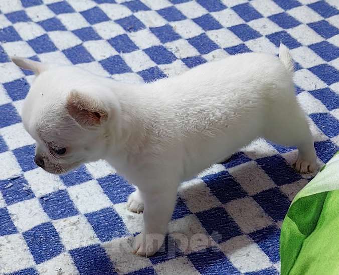 Собаки в Москве: Чихуахуа. Мальчик Мальчик, 50 000 руб. - фото 5