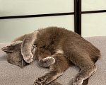 Кошки в Томске: Кошка Кира Девочка, Бесплатно - фото 1