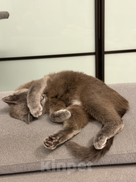 Кошки в Томске: Кошка Кира Девочка, Бесплатно - фото 1