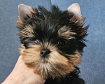 Собаки в Москве: Мальчик йорка Мальчик, 40 000 руб. - фото 4