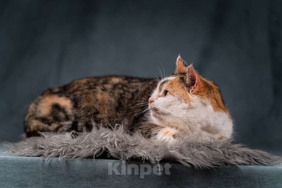 Кошки в Клине: Ириска — просто замечательная кошечка Девочка, Бесплатно - фото 5