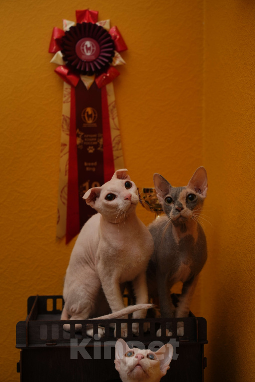 Кошки в Москве: Украинский левкой чистопродный. Документы Мальчик, Бесплатно - фото 4