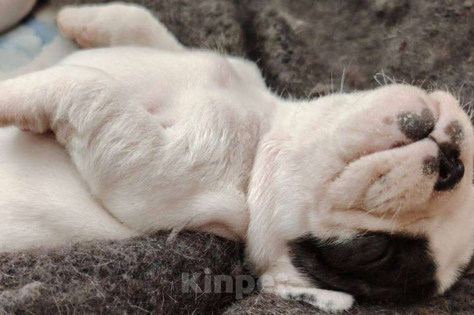 Собаки в Бугульме: Прекраснейшие щенята, французские бульдоги Девочка, 17 000 руб. - фото 6