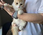Кошки в Москве: Котенок Урмас ищет дом Мальчик, Бесплатно - фото 5