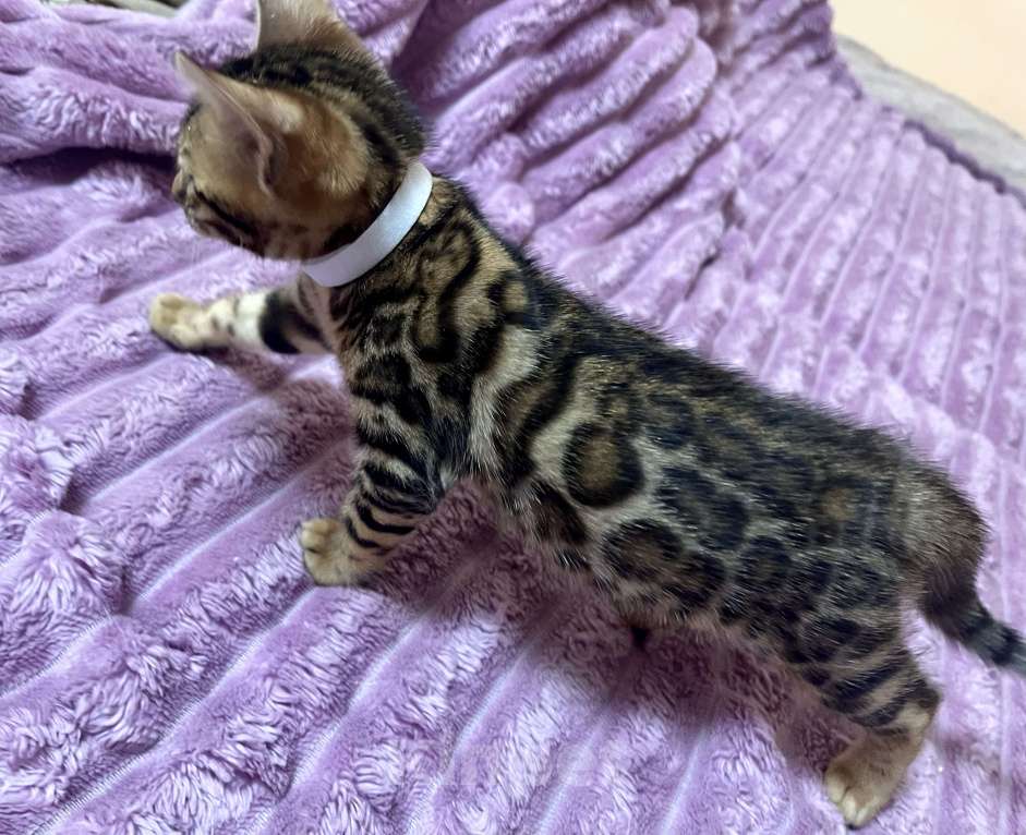 Кошки в Москве: Бенгальский котенок Девочка, 25 000 руб. - фото 2