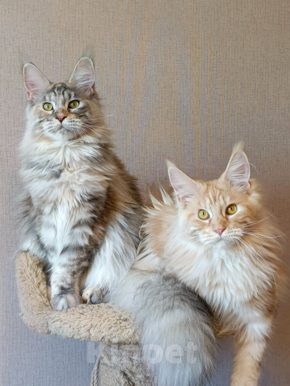 Кошки в Санкт-Петербурге: Котята мейн-кун Девочка, 30 000 руб. - фото 1