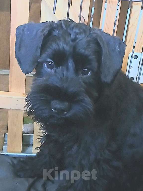 Собаки в Санкт-Петербурге: Четыре кобеля 2 окрасов Мальчик, 50 000 руб. - фото 2