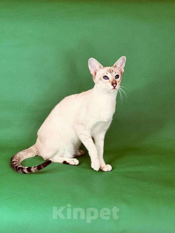 Кошки в Москве: Элитный синеглазый котенок  Мальчик, 55 000 руб. - фото 3