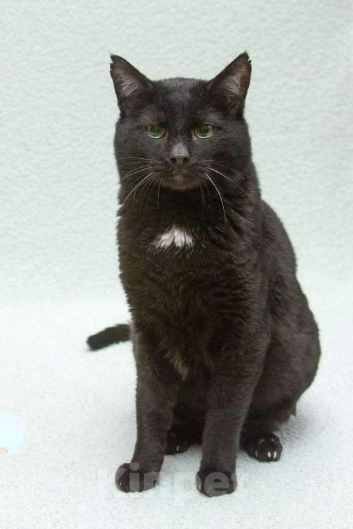 Кошки в Москве: Благородный рыцарь Рамзес — черный кот в дар Мальчик, 10 руб. - фото 2