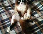 Кошки в Чебоксарах: Вязка кота, 1 800 руб. - фото 1