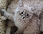 Кошки в Когалыме: Невские маскарадные котята 1.5м. ( д. р. 1декабря, 20 000 руб. - фото 1