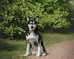 Собаки в Москве: Супер-собака Урса в добрые руки! Девочка, 1 руб. - фото 9