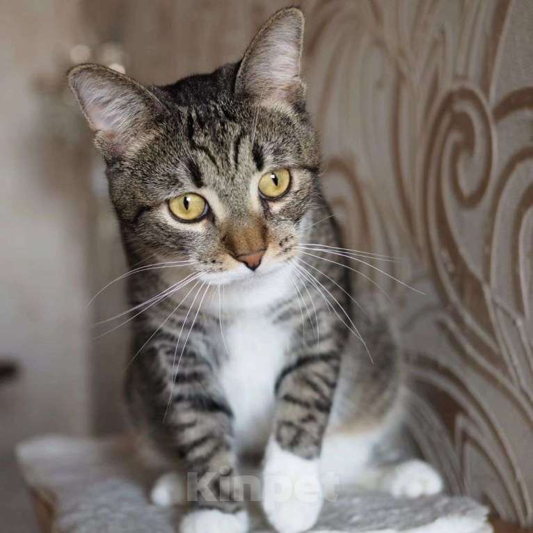 Кошки в Москве: Самый ласковый котик на свете уже год живет на передержке Мальчик, Бесплатно - фото 3