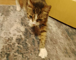 Кошки в Воронеже: Кошка Девочка, Бесплатно - фото 1