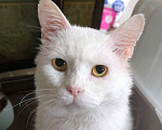 Кошки в Москве: Белый котик в добрые пуки Мальчик, Бесплатно - фото 3