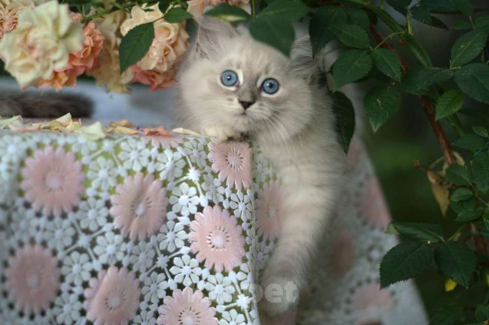 Кошки в Санкт-Петербурге: невские маскарадные котята девочки Девочка, Бесплатно - фото 10