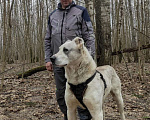 Собаки в Видном: алабай Бабур, 2 года Мальчик, Бесплатно - фото 5