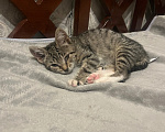Кошки в Нижнем Новгороде: Милая кошечка Девочка, Бесплатно - фото 1