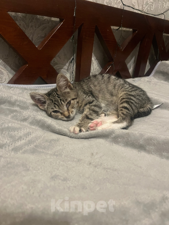 Кошки в Нижнем Новгороде: Милая кошечка Девочка, Бесплатно - фото 1